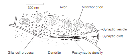 671_Morphology of chemical synapses.png